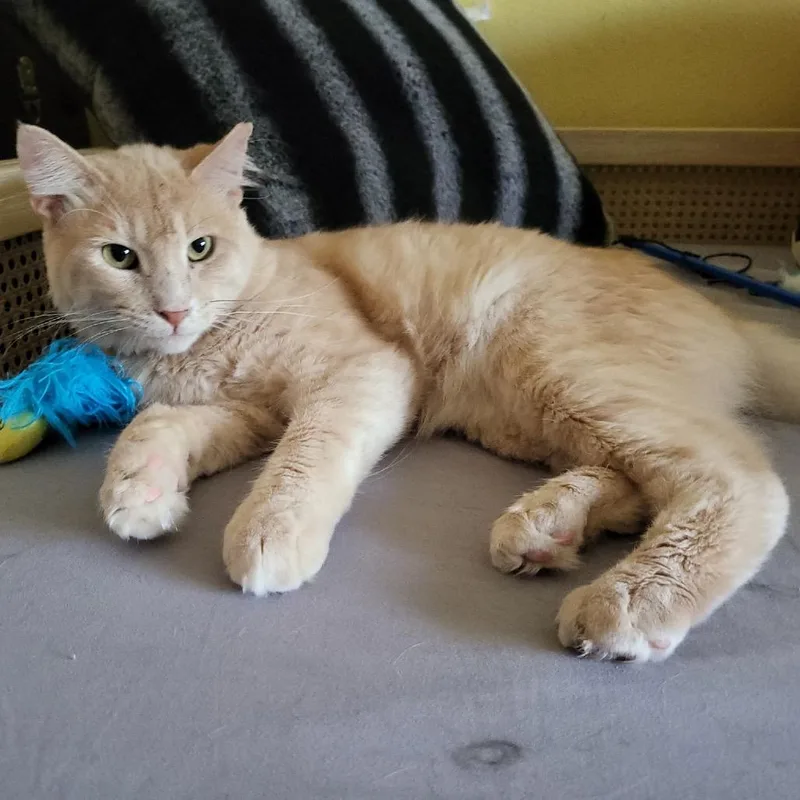 A young medium-sized male Buff / Tan / Fawn Domestic Short Hair cat named Cheeze for adoption in Long Beach, CA
