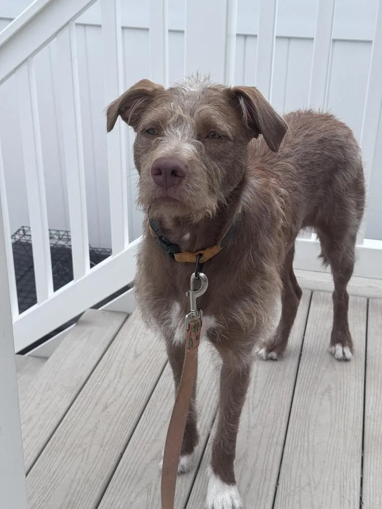 A young medium-sized female German Wirehaired Pointer dog named Penny for adoption in Willingboro, NJ