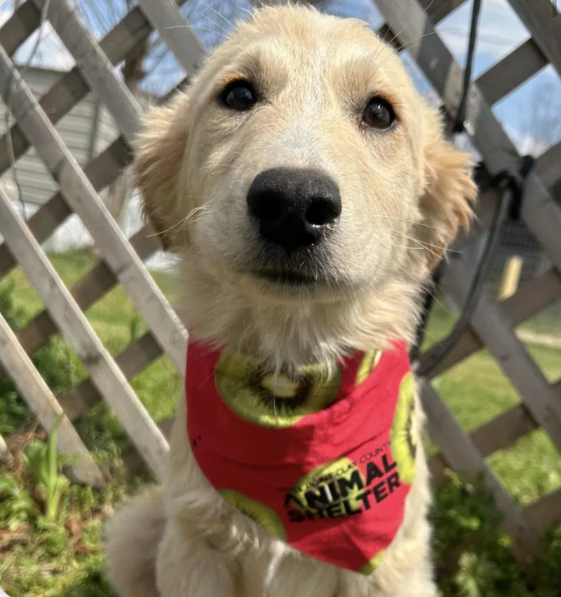 A young large-sized male Shepherd dog named Frey for adoption in Steeleville, IL