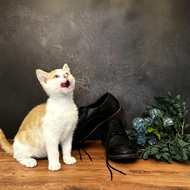 Mary Jane's Loafer