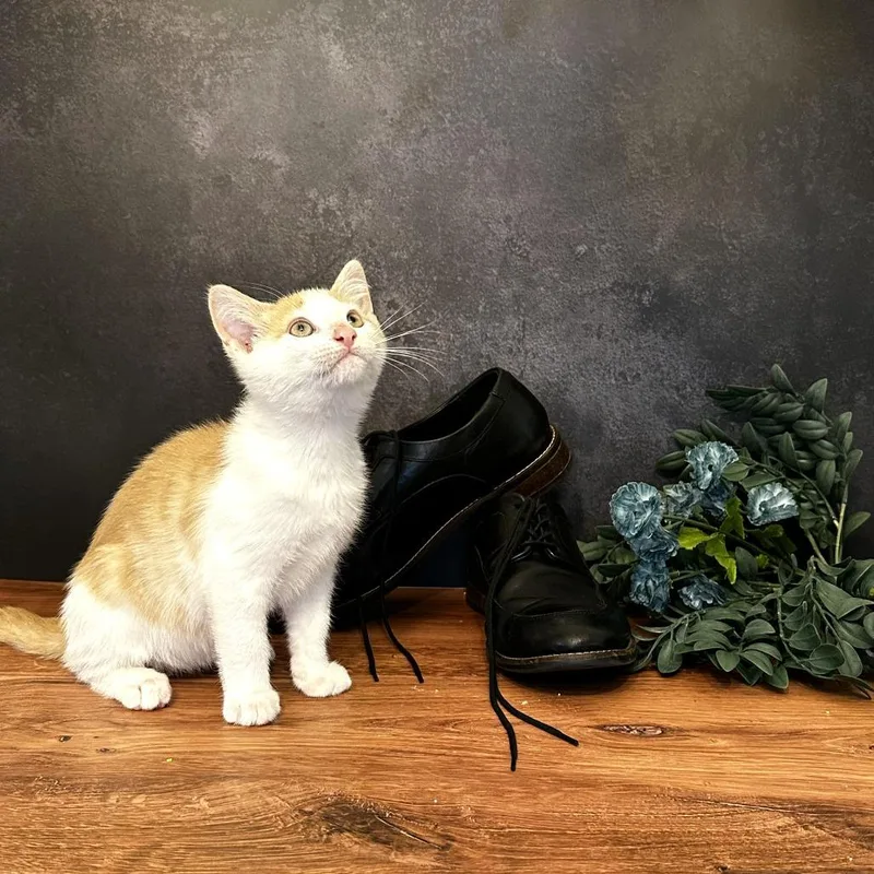 Mary Jane's Loafer thumbnail 2
