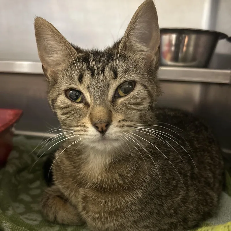 A young medium-sized female Brown / Chocolate Domestic Short Hair cat named Fuchsia for adoption in Bristol, IN