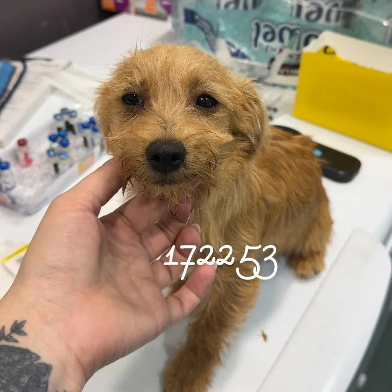 A baby small-sized female Dachshund dog named Clue for adoption in Chico, CA