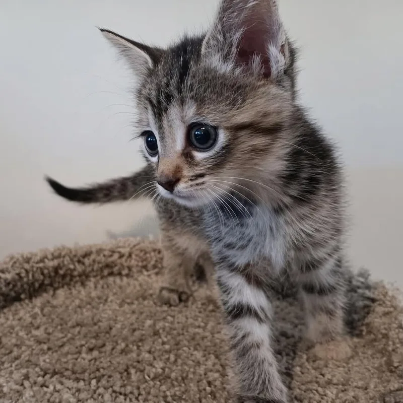Pepper thumbnail 2