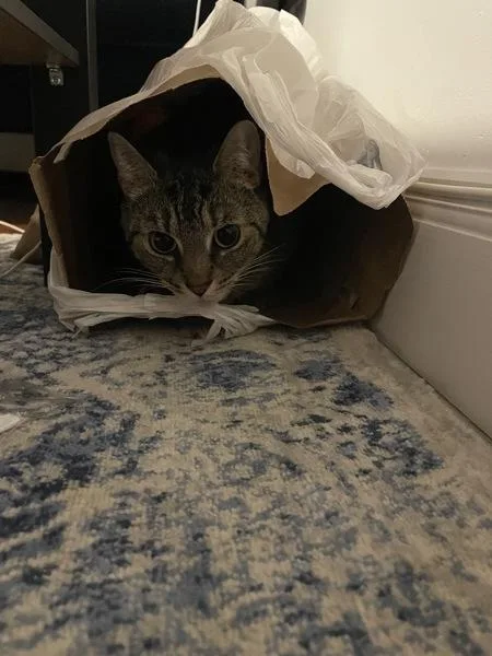 An adult medium-sized female Domestic Short Hair cat named Lamu for adoption in Ridgewood, NY