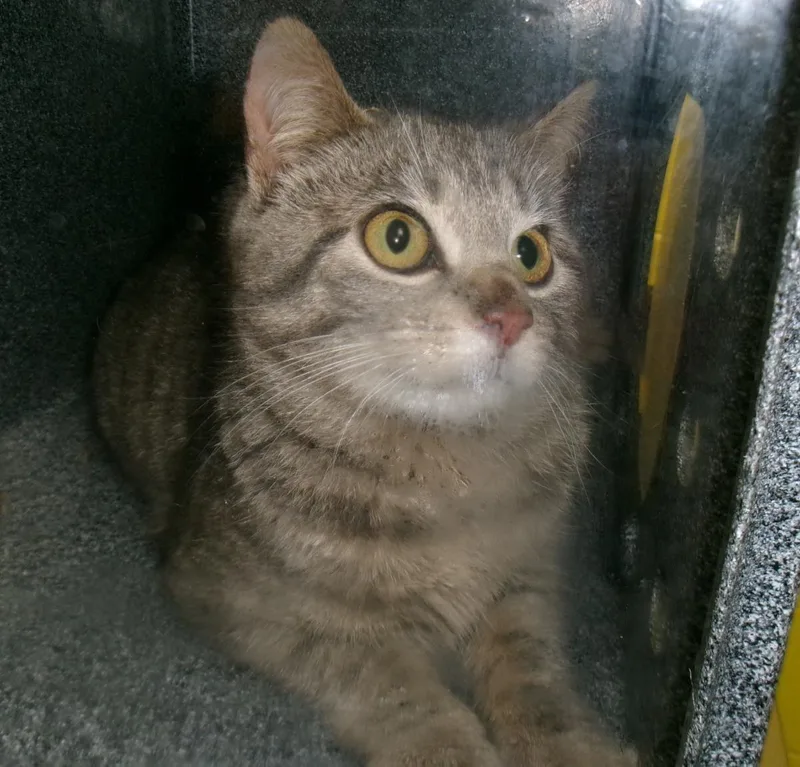 A young medium-sized female Gray / Blue / Silver Domestic Short Hair cat named Racket for adoption in Plover, WI