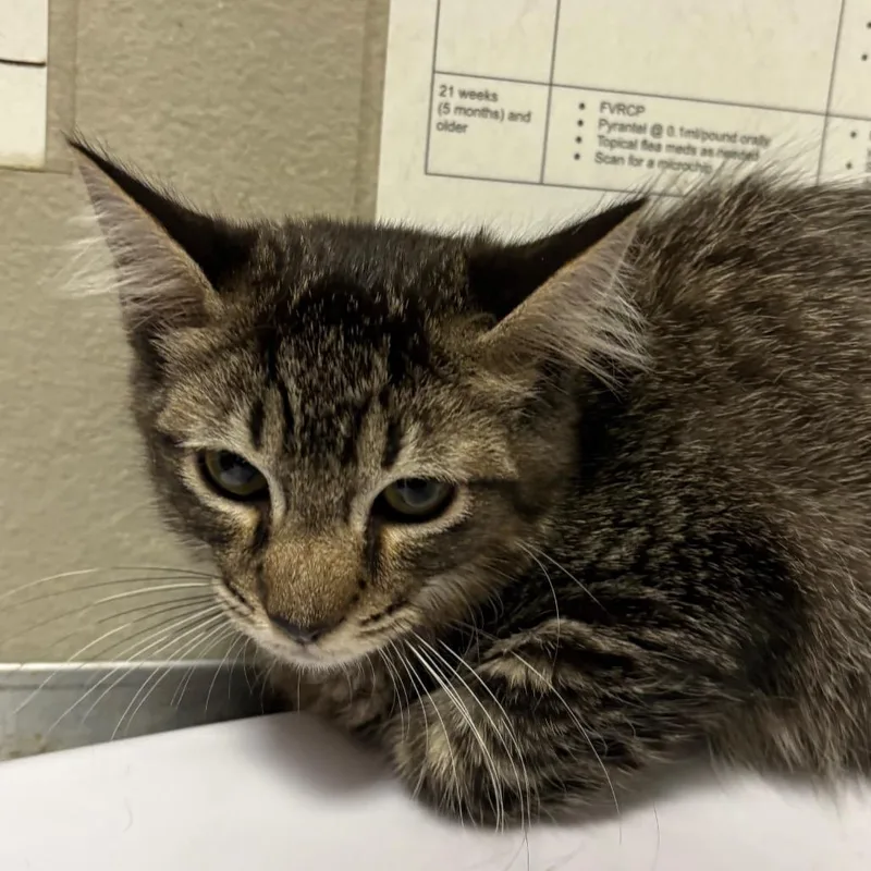 A baby small-sized male Black Domestic Short Hair cat named Sandman for adoption in Yuma, AZ