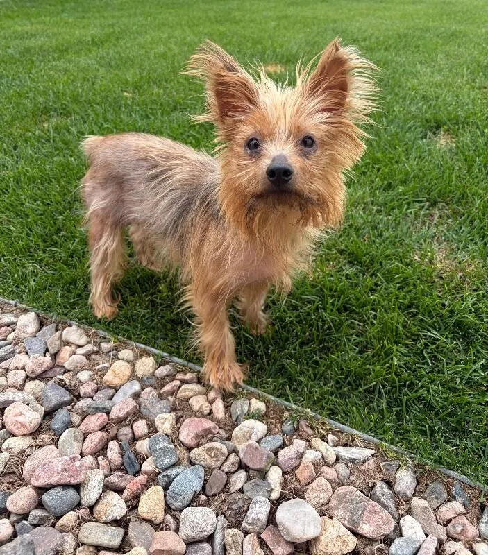 An adult small-sized female Yorkshire Terrier dog named Lilly for adoption in Windsor, CO