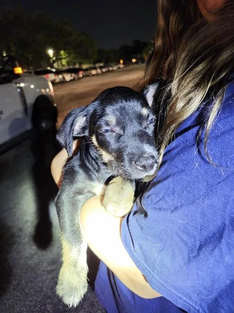 A baby small-sized male Terrier dog named Potato for adoption in San Antonio, TX