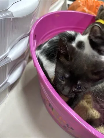 A baby small-sized female Domestic Short Hair cat named Sausage for adoption in San Martin, CA