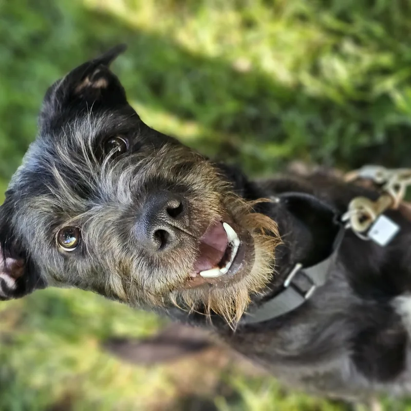 Nala Springfield thumbnail 4