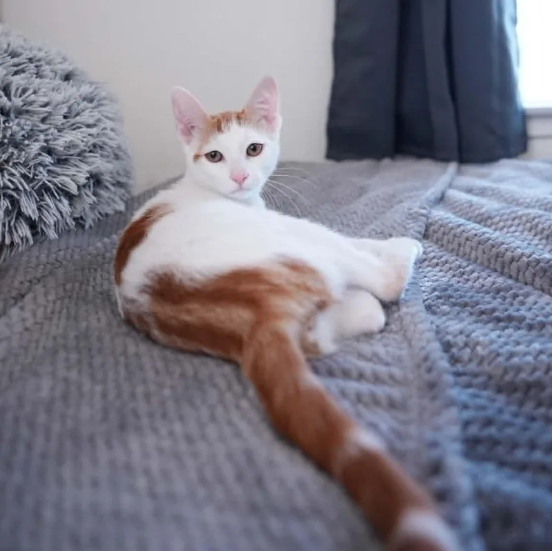 A baby small-sized female Orange & White Domestic Short Hair cat named Brie for adoption in Antioch, CA
