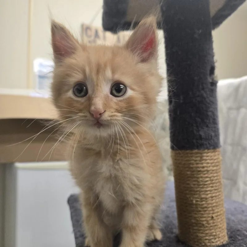 A baby small-sized male Orange / Red Domestic Medium Hair cat named Vermont for adoption in Tawas City, MI