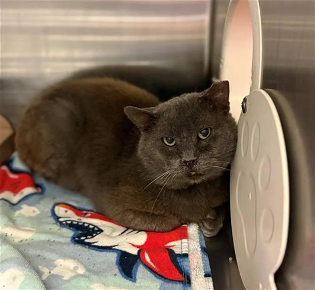 An adult large-sized male Domestic Medium Hair cat named Big Man for adoption in Conroe, TX