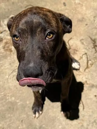 A baby medium-sized male Brindle Boxer dog named Damion for adoption in Calera, AL