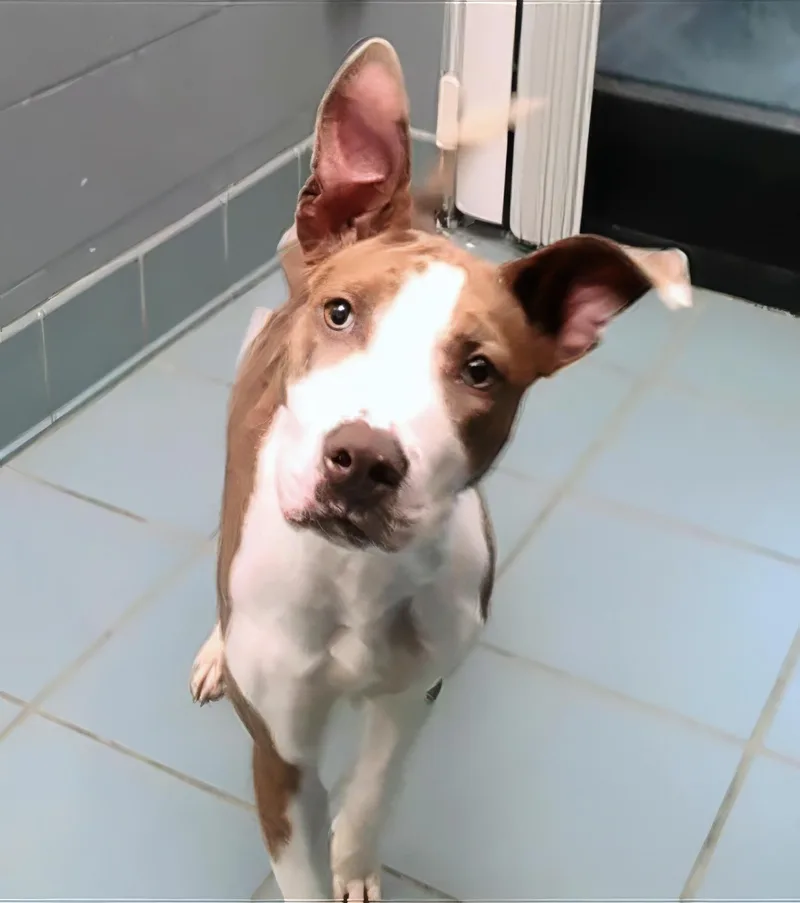 A young medium-sized female Brown / Chocolate Mixed Breed dog named Phoebe for adoption in Nashville, TN