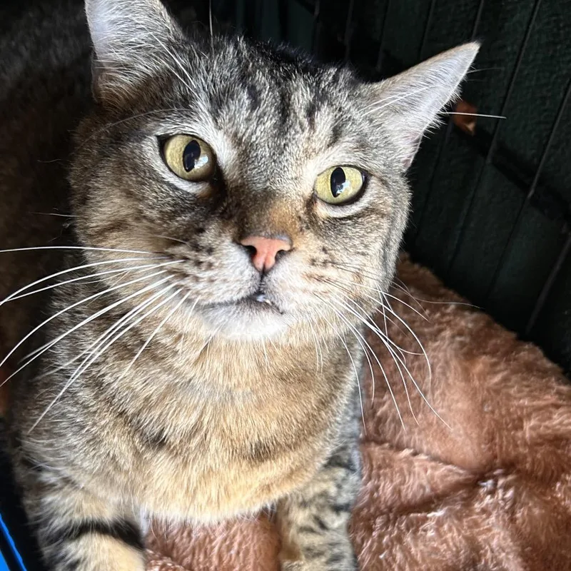A young large-sized male Gray / Blue / Silver Domestic Short Hair cat named Louie for adoption in Lakewood, CO