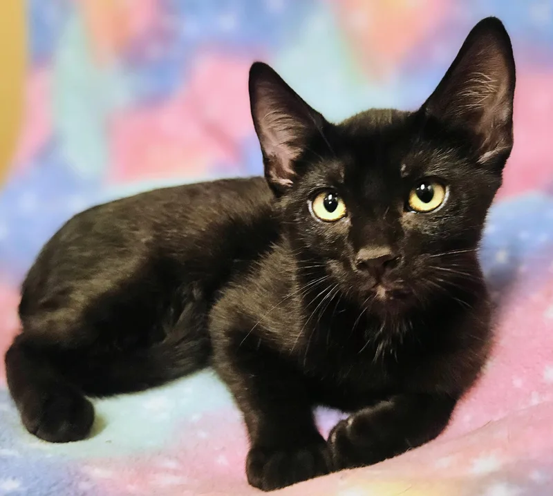 A baby medium-sized male Black Domestic Short Hair cat named Gabe  Rancho Cucamonga for adoption in Yorba Linda, CA