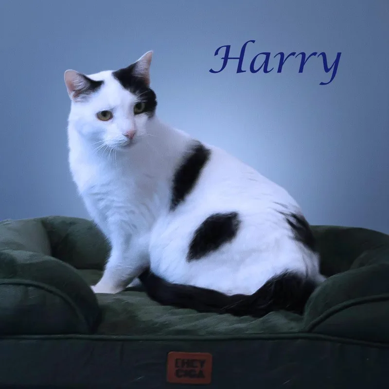 Harry C thumbnail 3