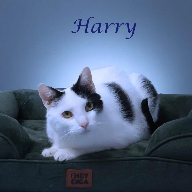 Harry C thumbnail 5