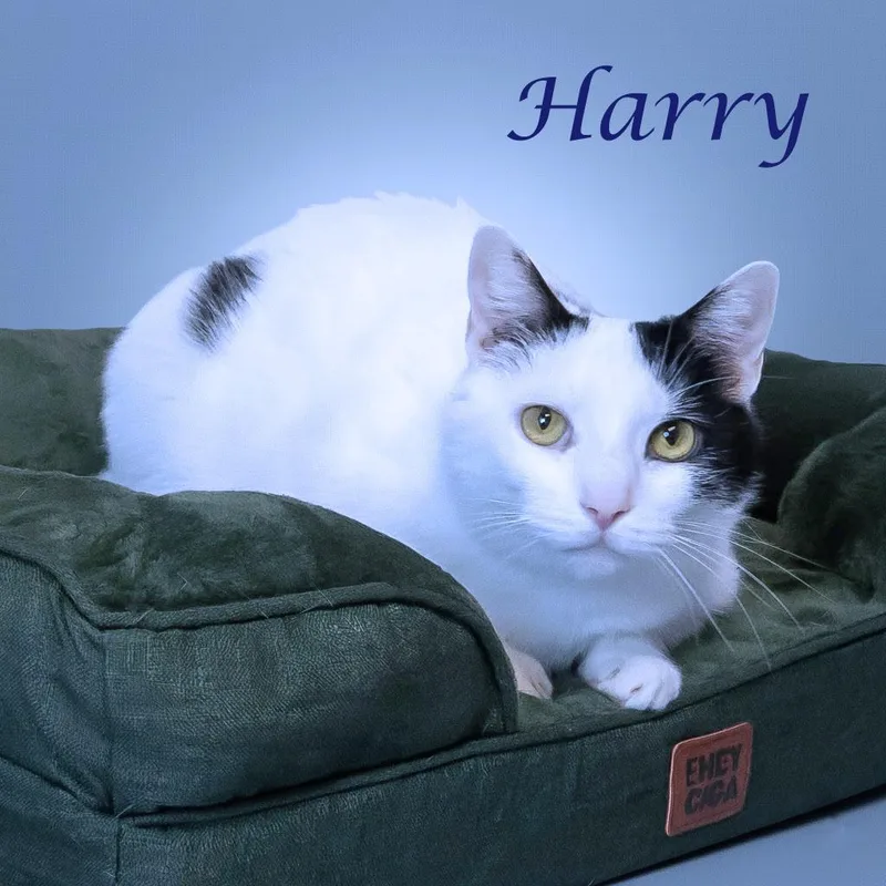 Harry C thumbnail 6