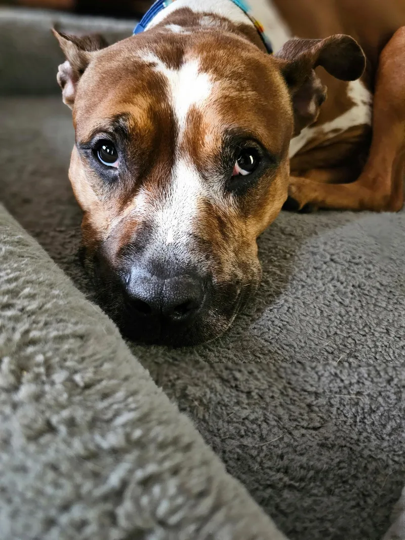 An adult medium-sized male White / Cream Mixed Breed dog named Hobbes for adoption in Chesapeake Beach, MD