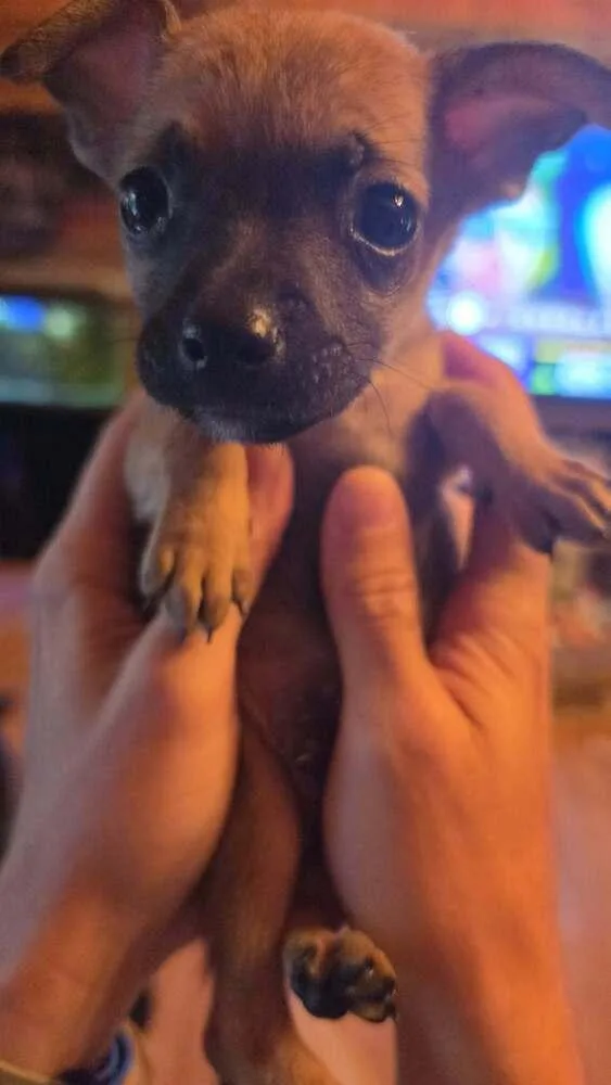 A baby small-sized male Chihuahua dog named Country Cuties : Hank for adoption in Aurora, IN