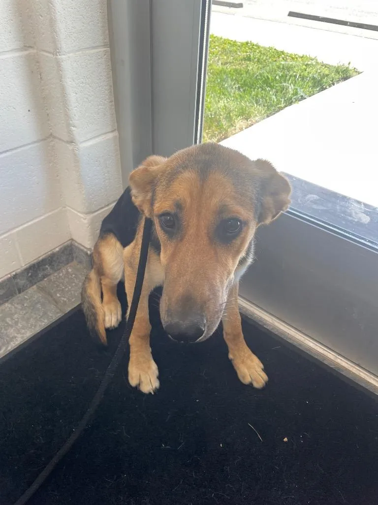A baby large-sized female Mixed Breed dog named Darla for adoption in Oxford, NC