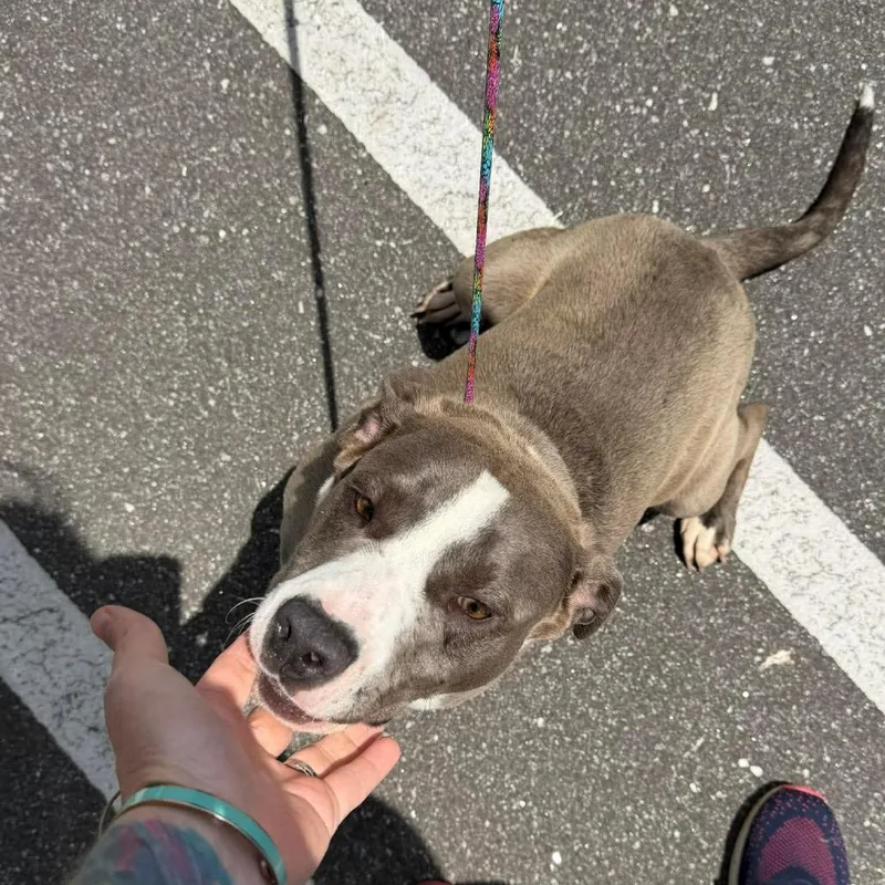 A young medium-sized male Gray / Blue / Silver Terrier dog named Roody for adoption in Rockville, MD