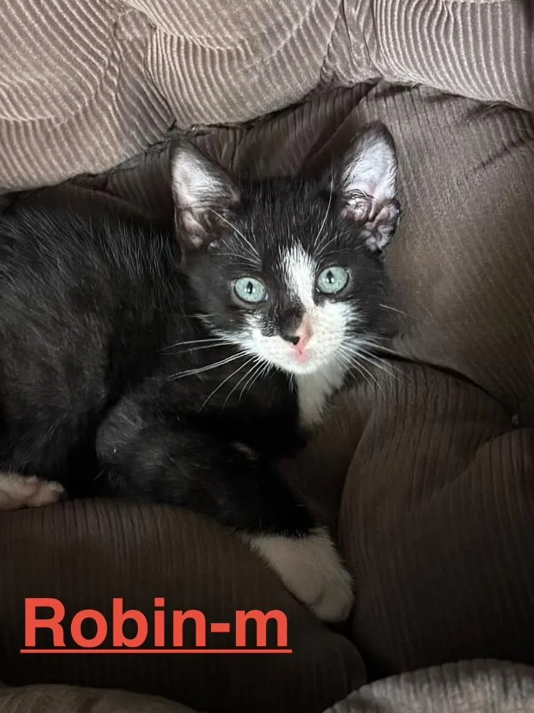 A baby small-sized male Domestic Short Hair cat named Robin for adoption in Brookhaven, MS