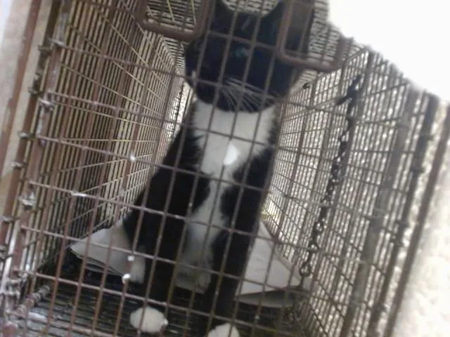 A baby small-sized male Domestic Short Hair cat named Mike for adoption in Miami, FL