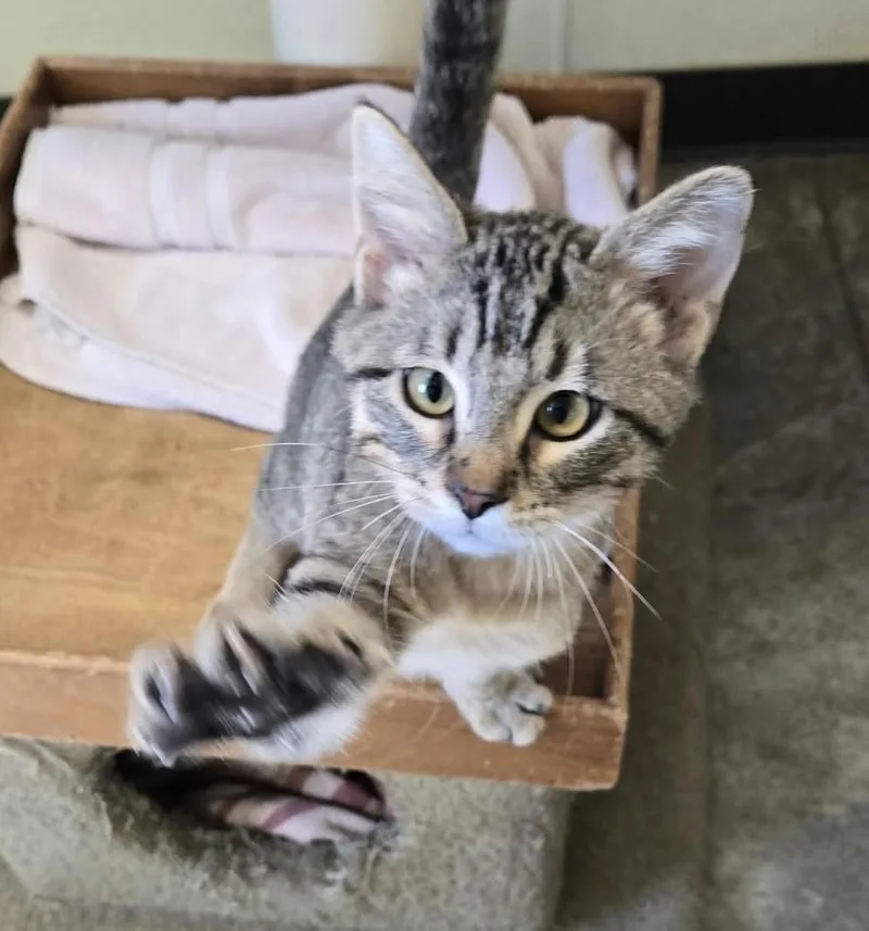 A young medium-sized male Domestic Short Hair cat named Sam for adoption in Larned, KS