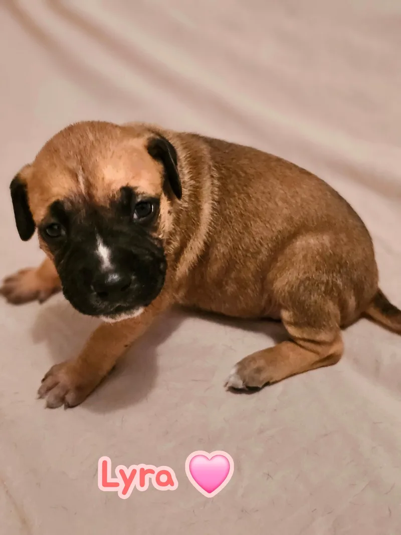 A baby medium-sized female Mixed Breed dog named Lyra  Stormie Litter for adoption in Holly Springs, NC