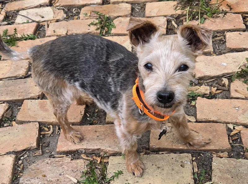 A senior small-sized male Bicolor Yorkshire Terrier dog named Louie for adoption in Lincolnshire, IL