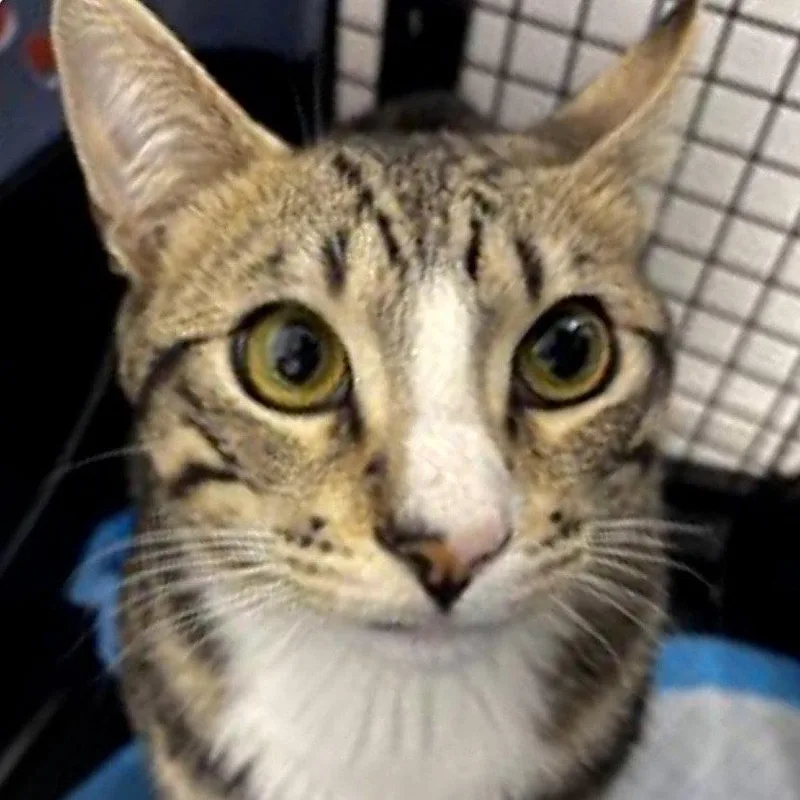 A young large-sized male Domestic Short Hair cat named Odysseus for adoption in Oakland, CA