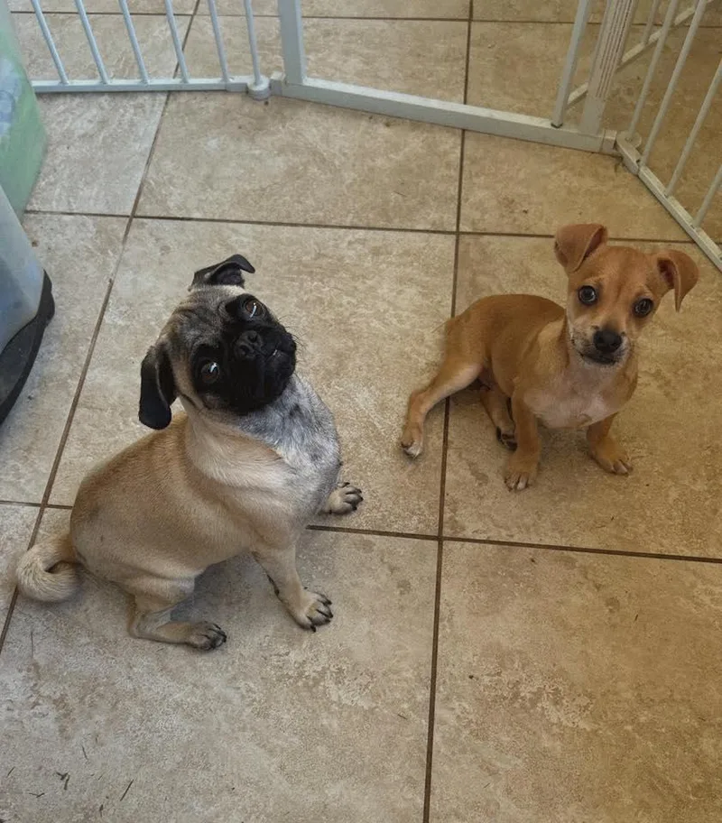 An adult small-sized female Apricot / Beige Pug dog named Honey for adoption in Fresno, CA