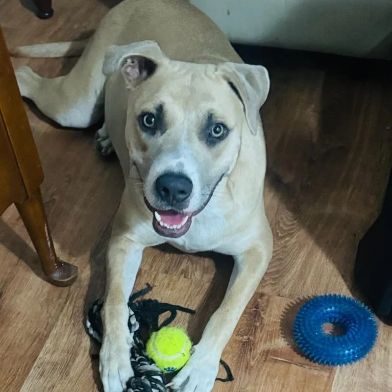 A young large-sized female Yellow / Tan / Blond / Fawn Pit Bull Terrier dog named Maple for adoption in CORPUS CHRISTI, TX