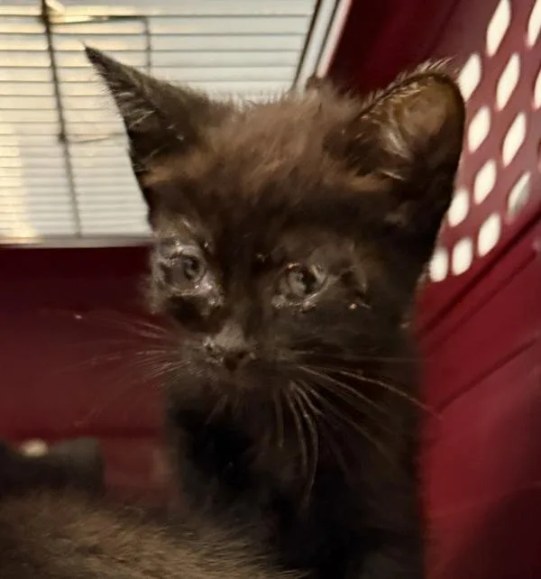 A baby small-sized female Domestic Short Hair cat named Ashley for adoption in San Diego, CA