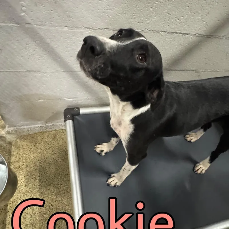 An adult medium-sized female Black Mixed Breed dog named Cookie for adoption in Marble, NC