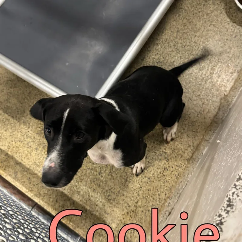 Cookie thumbnail 2
