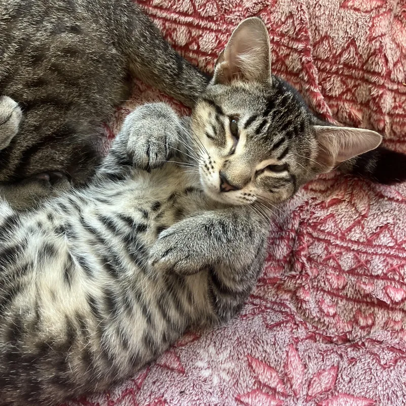 Cosmo & Louie