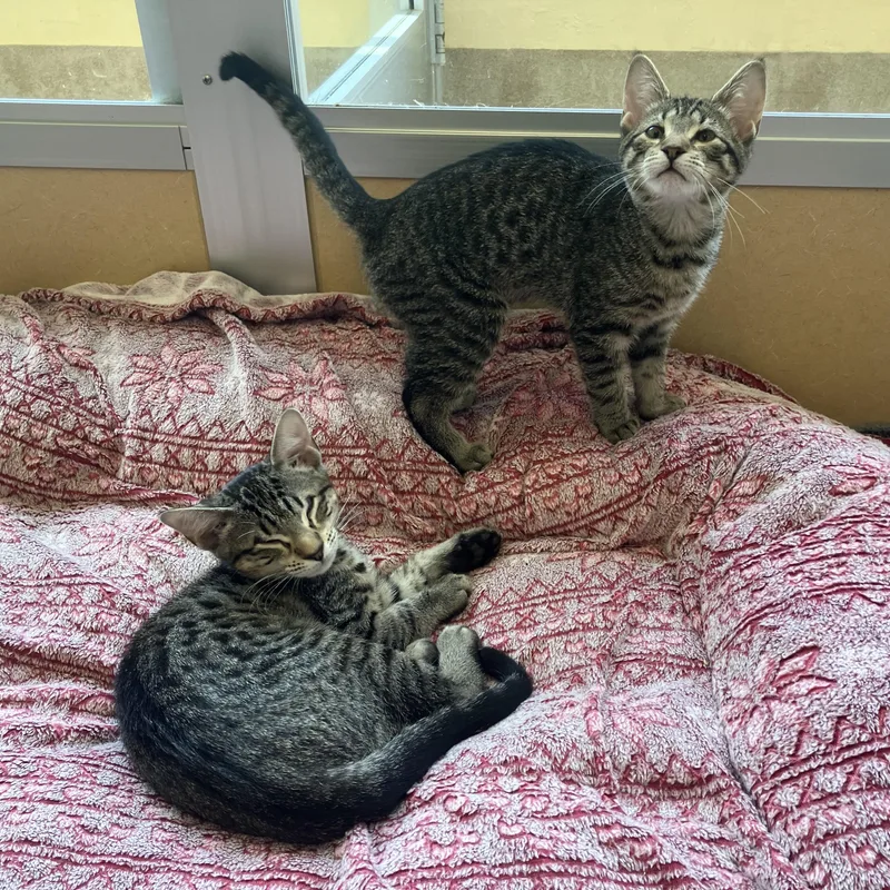 Cosmo & Louie thumbnail 3