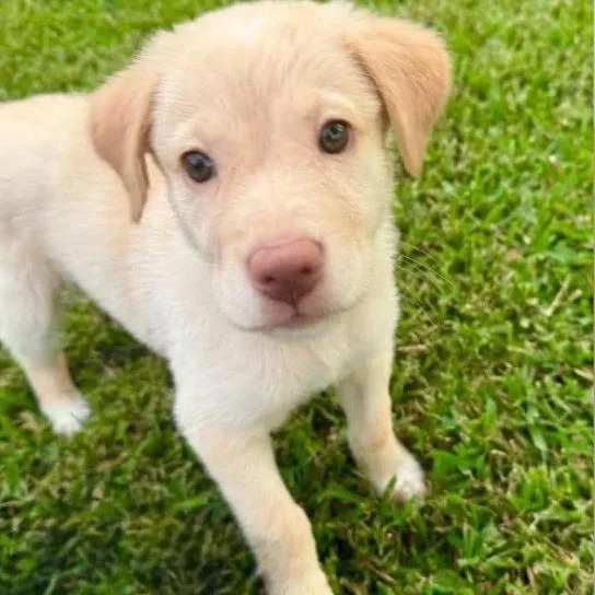 A baby small-sized female Golden Labrador Retriever dog named Lainey Lou for adoption in Montgomery, TX