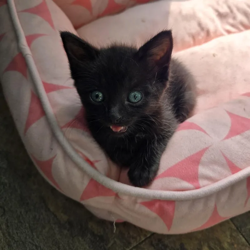 A baby small-sized male Gray / Blue / Silver Domestic Short Hair cat named Martin for adoption in San Antonio, TX