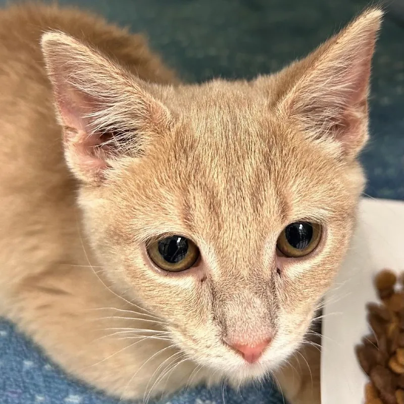 A baby small-sized female Domestic Short Hair cat named Ginny for adoption in Perkiomenville, PA