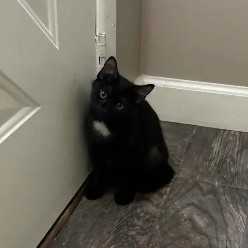 A baby medium-sized female Domestic Short Hair cat named Leafeon for adoption in Mount Royal, NJ