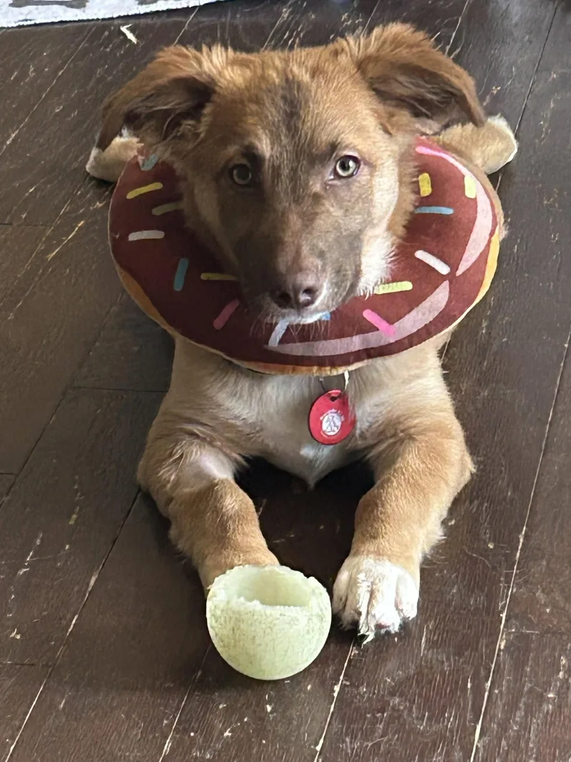 An adult medium-sized male Corgi dog named Dune for adoption in Nashville, TN