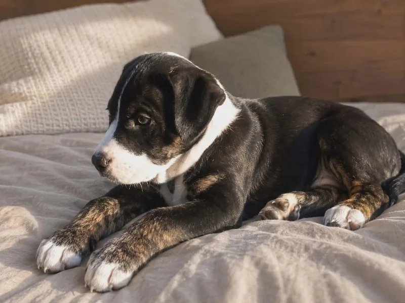 A baby medium-sized male Brindle Mixed Breed dog named Bo Jangles for adoption in Wantagh, NY