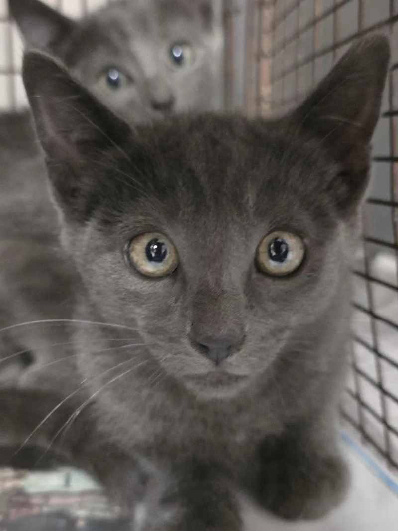 A baby small-sized female Domestic Short Hair cat named Rosie for adoption in Chatsworth, CA
