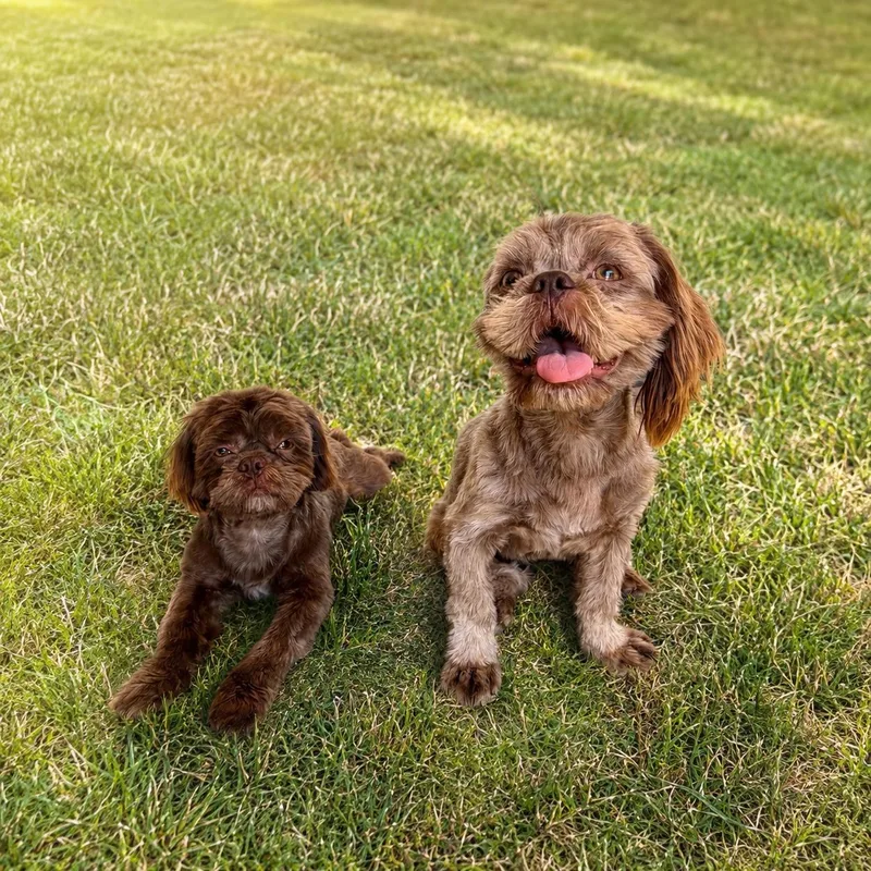 An adult small-sized female Shih Tzu dog named Rosie for adoption in Bakersfield, CA